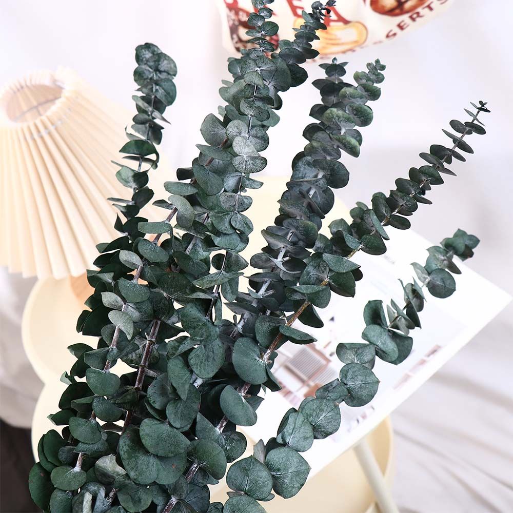 10 Buah Daun Eucalyptus Kering - Eucalyptus Preserved ulasan dan harga