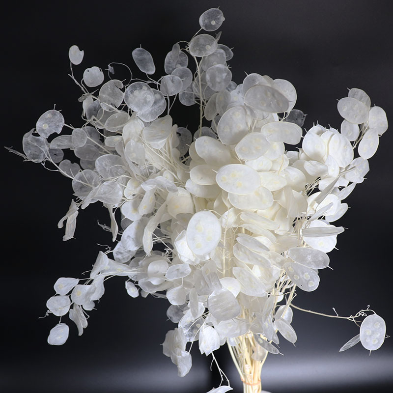 Bunga Lunaria diawetkan untuk  - Eucalyptus Preserved ulasan dan harga