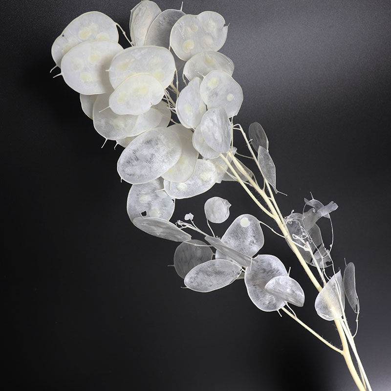 Bunga Lunaria diawetkan untuk  - Eucalyptus Preserved ulasan dan harga
