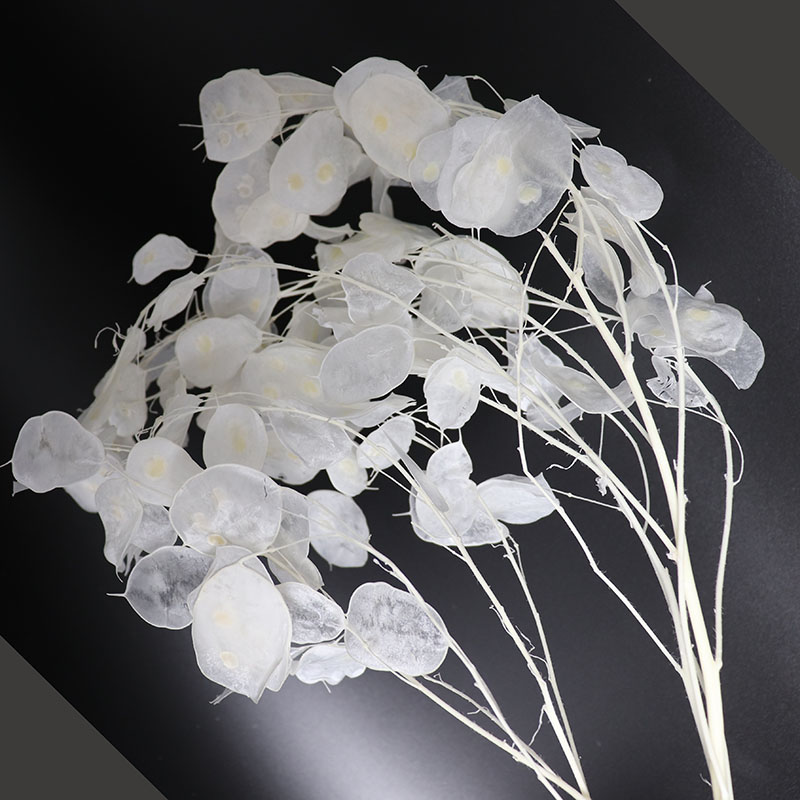 Bunga Lunaria diawetkan untuk  - Eucalyptus Preserved ulasan dan harga