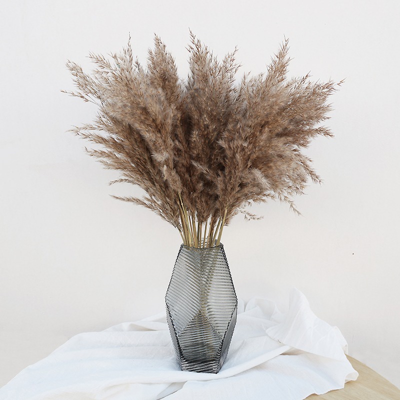 10 Buah Bunga Kering Pampas Gr - Florist Supply Vases ulasan dan harga
