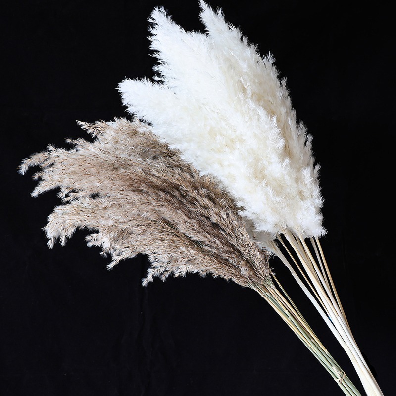 10 Buah Bunga Kering Pampas Gr - Florist Supply Vases ulasan dan harga
