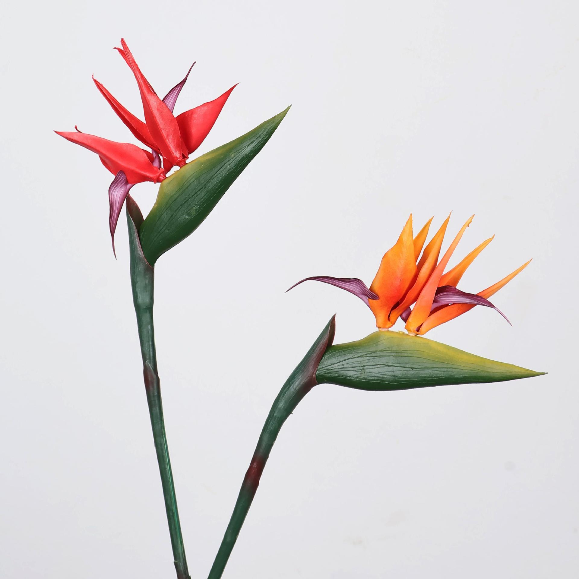 Tanaman Burung Cendrawasih Bua - Florist Supply Bulk ulasan dan harga